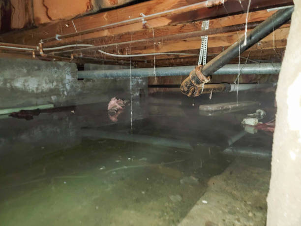 Best Flooded house restoration  in Colfax, LA